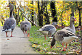 J4774 : Greylag geese, Kiltonga, Newtownards (5) by Albert Bridge