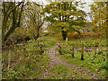 Path through Woolley Bridge Copse