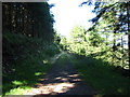 ST2494 : Track through Cwmcarn Forest by John Light