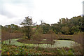 The Greenest of Ponds between Landkey & Lower Venn