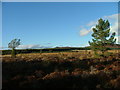 Clearing in Glenmore Forest