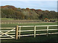 Grazing towards Coop House Wood