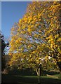 Autumn leaves, Williams Field