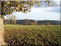 Pasture near Ridgeway House