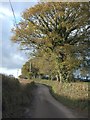 Trees lining the road east of Pitton Cross