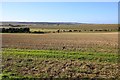 Looking across a field towards Blewbury Down