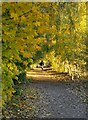 The Thames Path at Hurst Park, in November