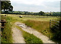 Early July in rural Carmarthenshire