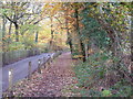 Footpath by New Road, Blean Woods