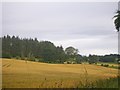 Field near the Old Inn with plantation beyond