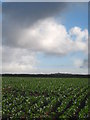 Field of young broccoli at Cornhill Farm