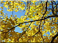 Norway Maple; November gold, 4