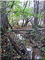 Brook at the edge of the wood