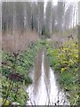 Stream in Glebe Meadows Nature Reserve, near Arlesey