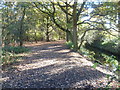 Alongside the Beverley Brook