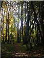 Footpath in Grove Wood