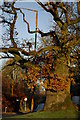 NS5489 : Clachan Oak, Balfron by Leslie Barrie