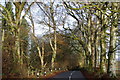 Tree-lined B835 near Arnfechlach Bridge