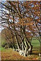 Overgrown Beech Hedge