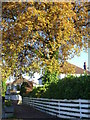 Cottenham Park Road in autumn