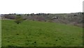 Pasture, near Kirkmuirhill