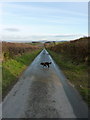 The lane down towards Forest Farm