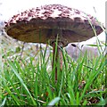 TQ8390 : Parasol Mushroom by John Myers