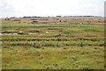 TQ9296 : Marshy area by the River Crouch by N Chadwick