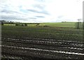 Farmland near Sands Farm