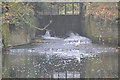 Little Egret fishing