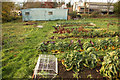 Organic vegetable garden