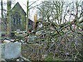 Fallen tree in churchyard