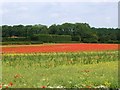 Poppy field at Langton