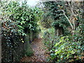 Footpath parallel to Bushey Wood Road