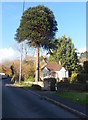 Tall tree and small bungalow, Aylburton