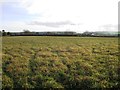 Field, Charminster