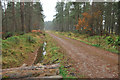 Forestry road in Montreathmont Forest