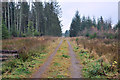 Forestry road into Montreathmont Forest