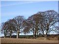 Beeches near Thornhill Station