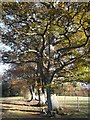 Three Oak Trees, near Junction Road