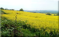 Rapeseed field north of Raglan