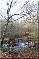 Autumn Pond