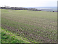SE9917 : Winter Wheat near Horkstow by David Wright