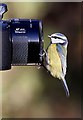 NH9818 : Watch the birdie by Walter Baxter