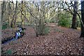 Path and Stream through Middleton Woods