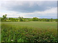 SP1556 : Grass fields near Iron Gate Farm by Nigel Mykura