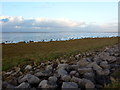 Salt marsh and sea wall north east of Knott End