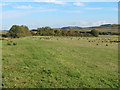 Farmland and copse east of Wealside