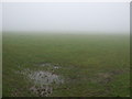 Waterlogged grazing, Moor House Farm