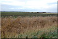 TR0229 : Crop Fields near Ivychurch by Julian P Guffogg